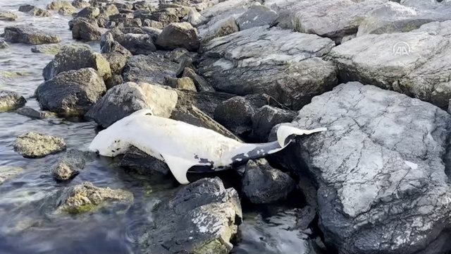 Ölü yunus sahile vurdu