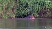 فيديو: أفراس النهر لملاكها السابق بابلو إسكوبار ستكلف كولومبيا 3.5 ملايين دولار