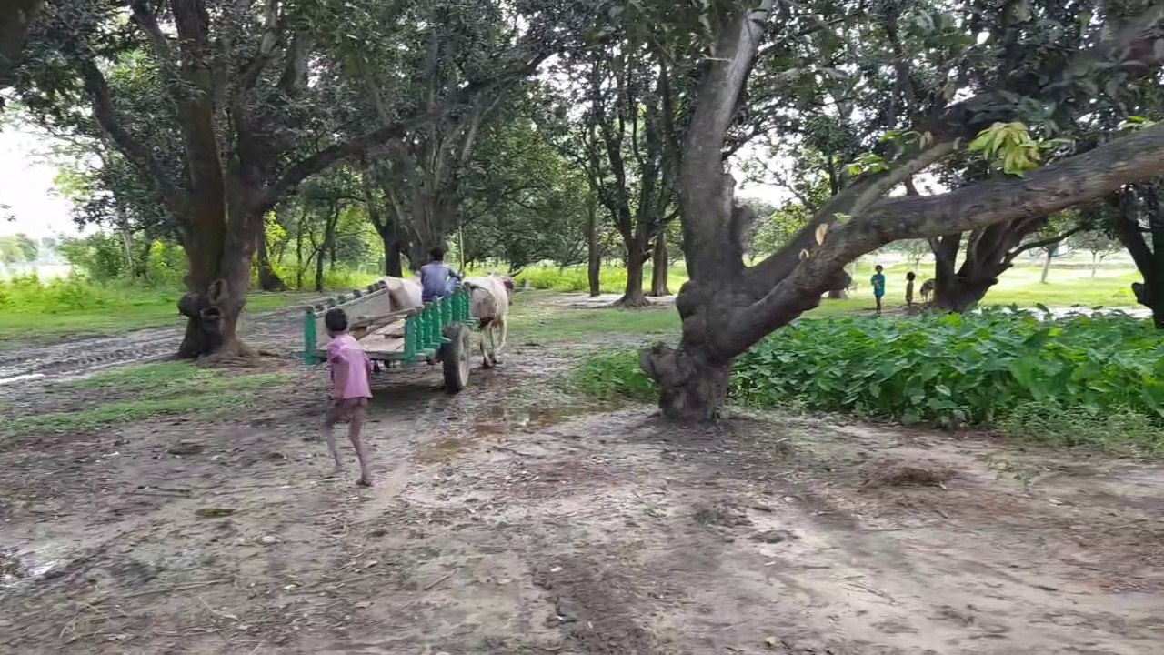 Bullock cart still in use in the country side of India