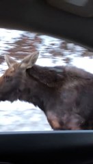 Family Reacts to a Close Encounter With a Moose