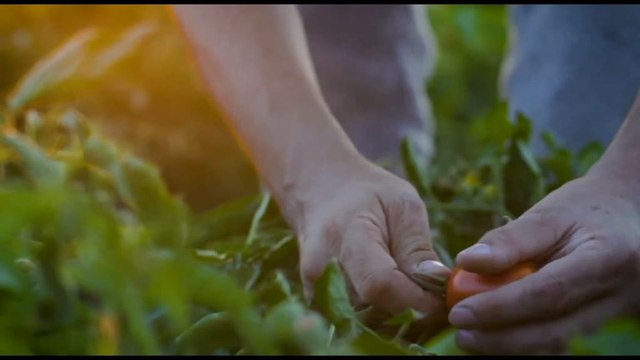 La siccità preoccupa l'industria della lavorazione dei pomodori