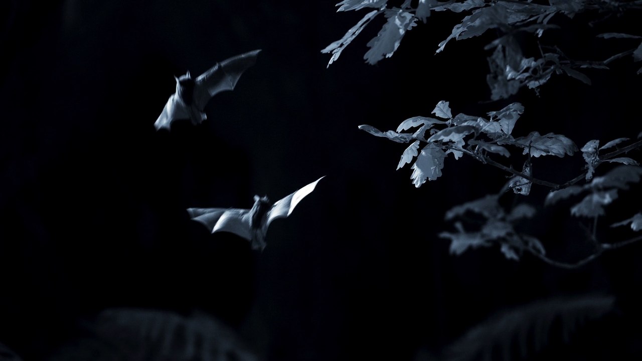 First ever rare bat lek captured on camera in the North York Moors on Wild Isles: Freshwater episode with David Attenborough