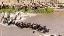 'Nature's incredible!' - Great Migration of Wildebeests crossing Mara River in Masai Mara, Tanzania