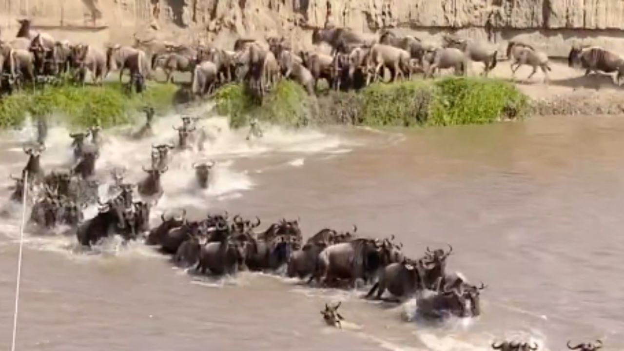 'Nature's incredible!' - Great Migration of Wil...