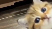 #cute #pet #fyp