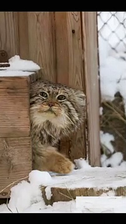 Cold feet#cat #cats #petlove #cutepet#catsvideo #catlover #pet #Love #cute #lovecat #foryoupage #fyp #fy #fyp #foryou