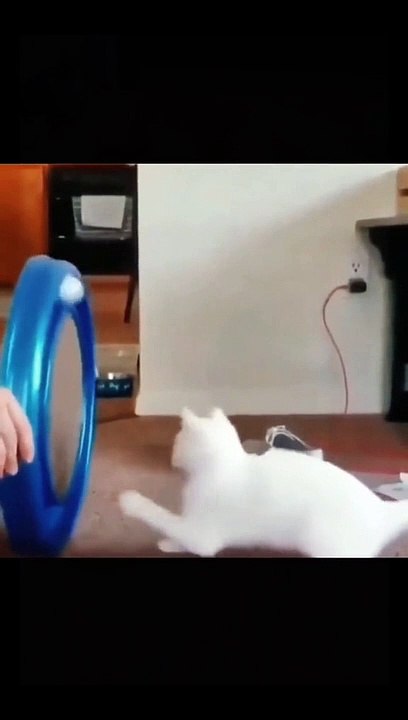 The end #cat #dog #funny #pets #funnyvideos #animals  #cats #dogs #pet