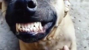 The perfect smile, have you learned it_