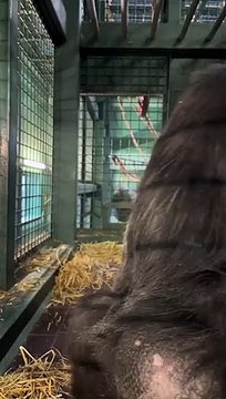 Crunch! #gorilla #animals #animalsoftiktok #animalvideo #wildlife #zookeeper #conservation #asmr #dinner #eating