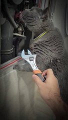 electrician cat  #pets #dog #pet #animal #funny #funnyvideo #foryou