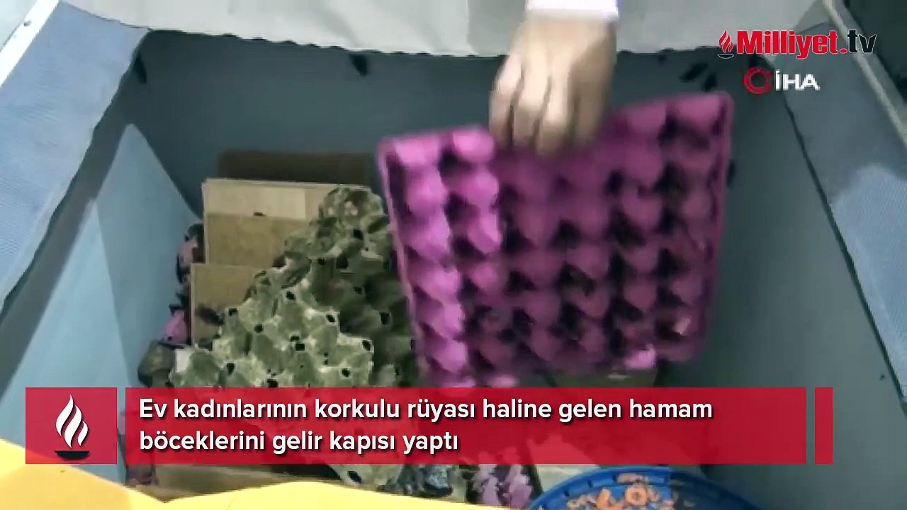Ev kadınlarının korkulu rüyası haline gelen hamam böceklerini gelir kapısı yaptı