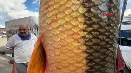 1 metre 15 santimetre uzunluğunda 22 kilo ağırlığındaki balığı sergilediler