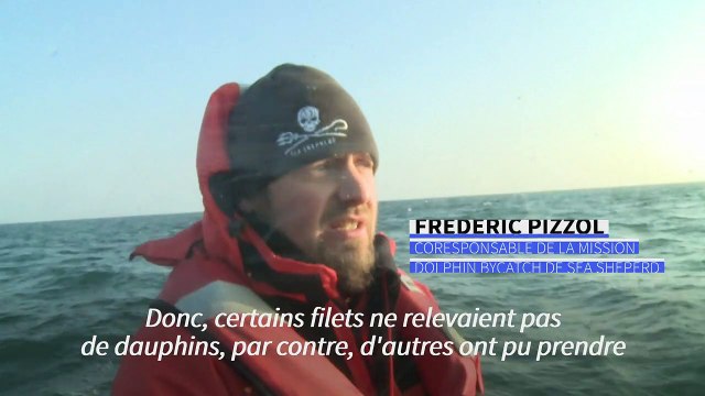Dauphins tués en mer : une hécatombe pour Sea Shepherd