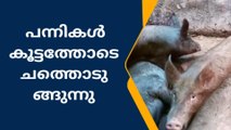 പായം പഞ്ചായത്തിലെ ഏഴാം വാർഡിൽ പന്നികൾ കൂട്ടത്തോടെ ചത്തൊടുങ്ങുന്നു
