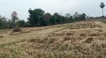 harvested wheat crop in the field