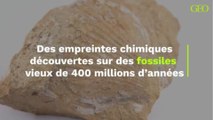 Des empreintes chimiques découvertes sur des fossiles vieux de 400 millions d’années