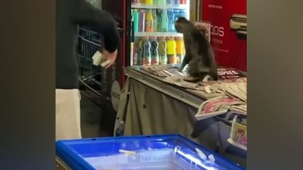 가장 재미있는 동물들  고양이와 개와 함께하는 즐거움 2023  LA #147