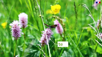 Papillons menacés - Tout savoir sur le Cuivré de la bistorte