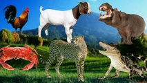 Have fun with animal sounds - cow, cat, monkey, goat, tiger, elephant, camel