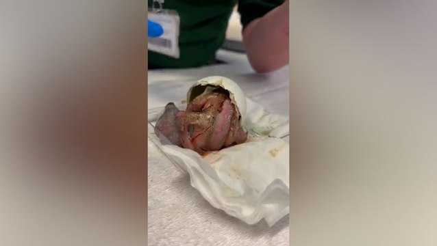 Critically endangered vulture chick hatches at London Zoo for first time in 40 years