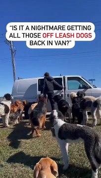 20 off leash dog pack in van. Dog training basic fundamentals. Exercise and obedience. #dogtraining