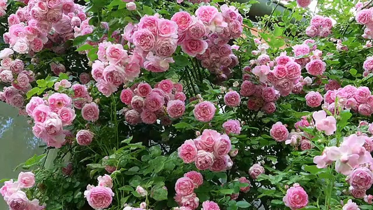 roses-136978