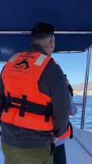 Humpback Whale Breaches Right Next to Boat