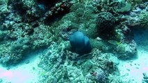 Moray Eel and Octopus Duke It Out