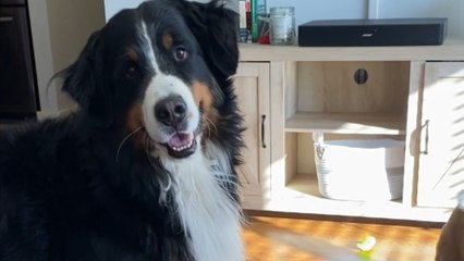 'That's so cute!' - Dog loves to get Puppachinos from Starbucks every Friday
