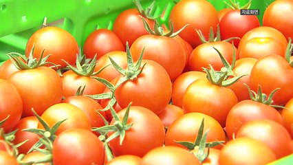 "방울토마토 섭취 후 구토 원인은 토마틴"...쓴맛 나면 섭취 중단해야 / YTN