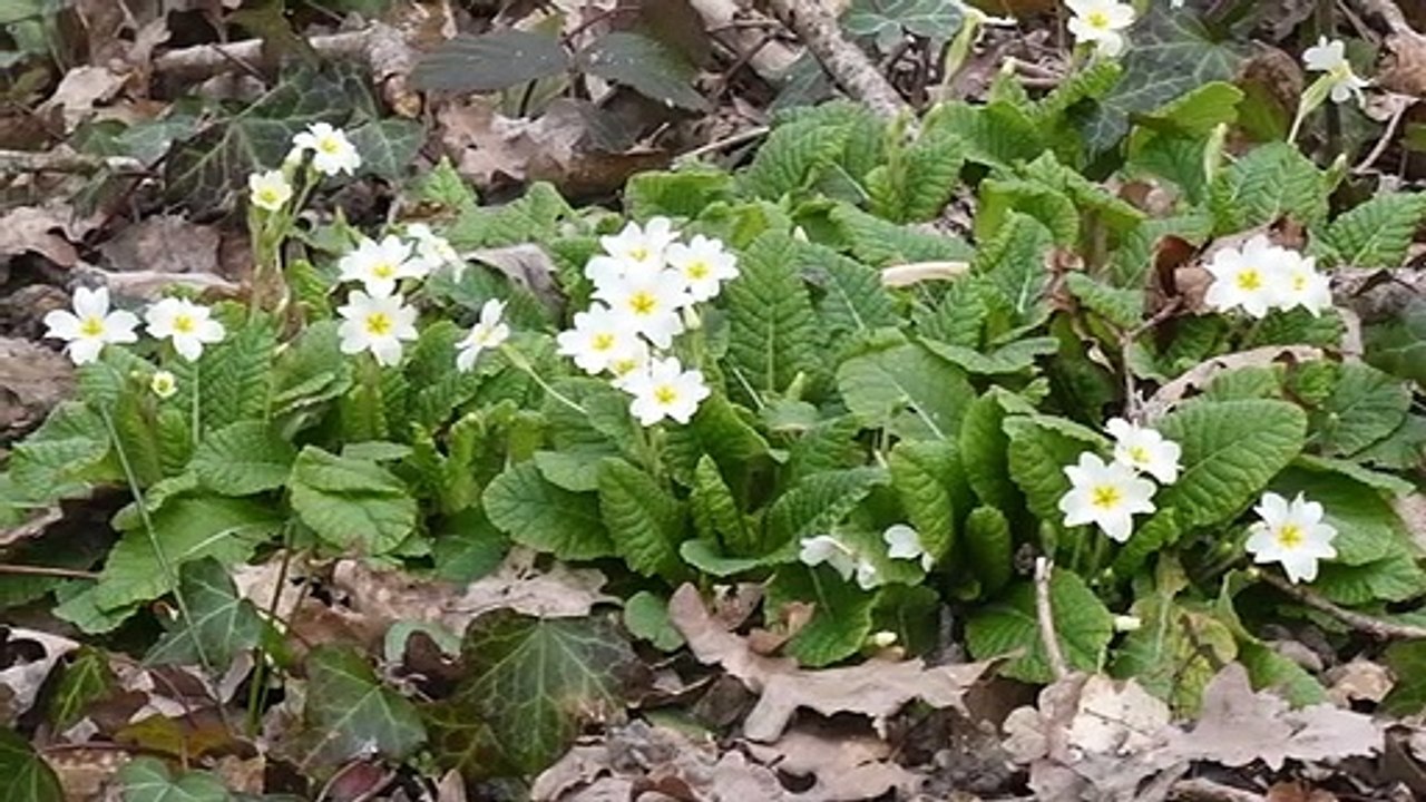 2023-MARS-BALADES & RANDOS