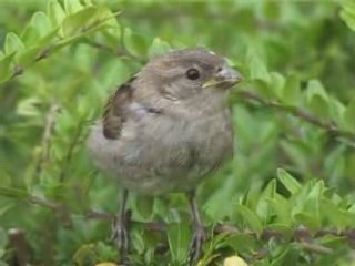 Jardins de l'Orme-Pomponne - Oiseaux