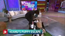 Keanu Reeves Meets PUPPIES In Sweet Moment