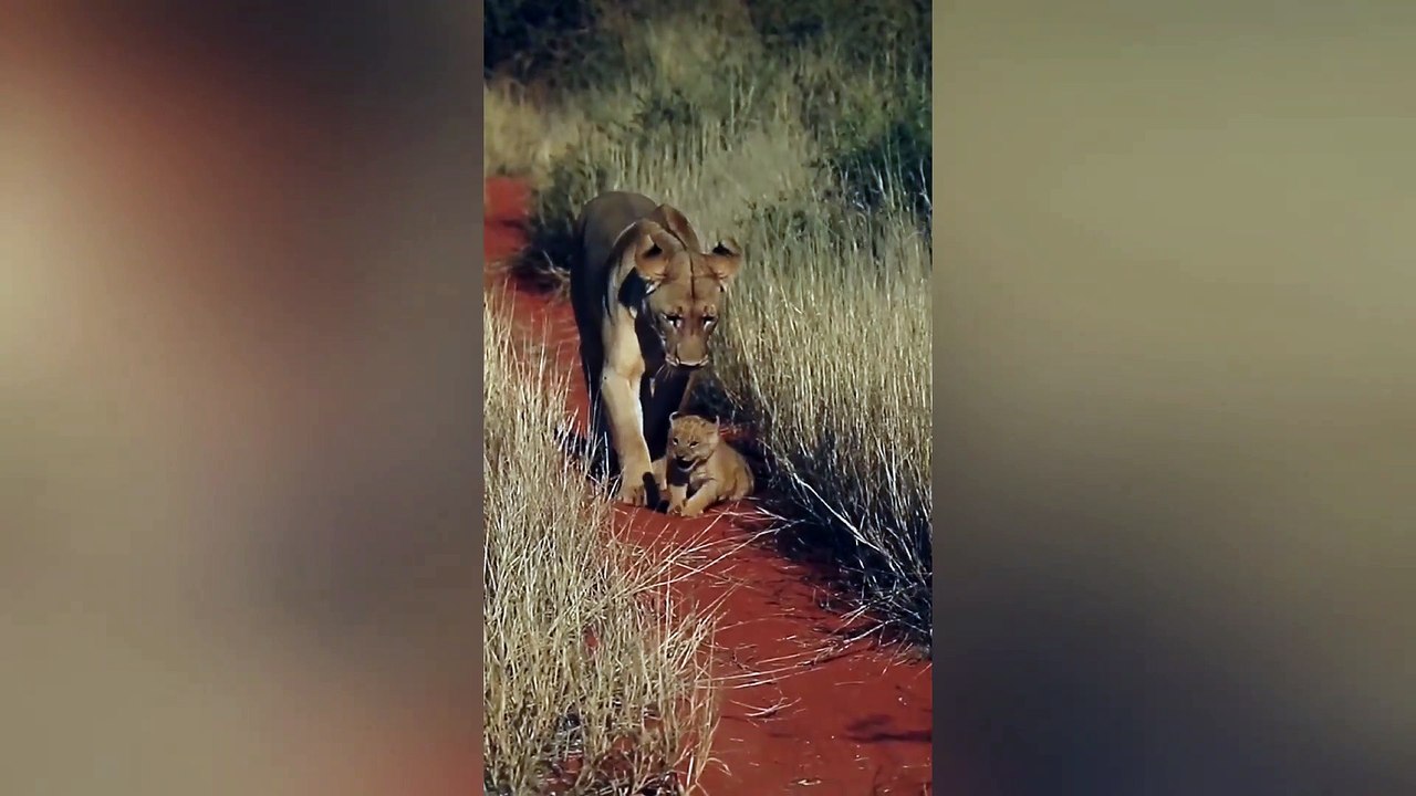 Mommy lion dribbles her tiny cub like a soccer ball ⚽