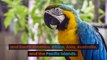 Facts about PARROT // WORDS 26 #parrot #education #shorts #trending #facts