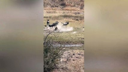 Leopard takes down wildebeest 3 times its size! 