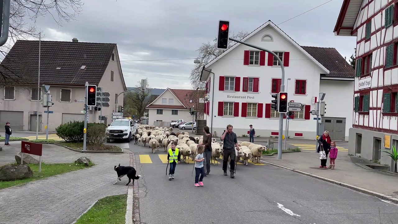 Schaf-Herde zieht durch Ottenbach
