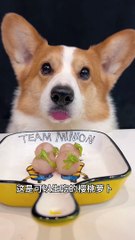 Cherry radish, the cutest dog, pet debut plan, animal cute moments_