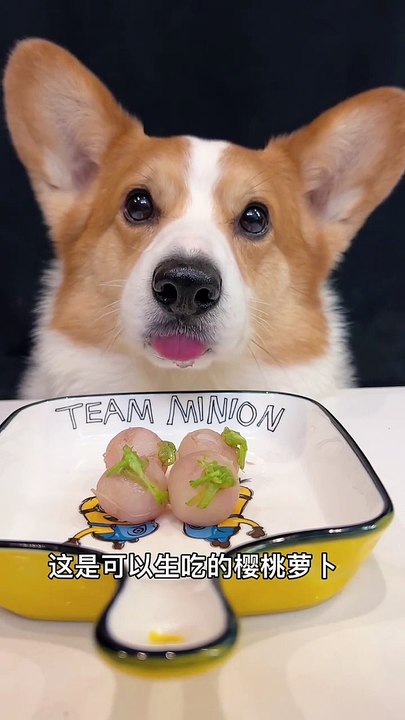 Cherry radish, the cutest dog, pet debut plan, animal cute moments_