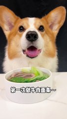 Corgi dog noodles with beef and cabbage, short-legged corgi dog, pet food, cute dog_