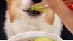 Corgi Dog Noodles with Zucchini and Duck Pets Eat and Broadcast Pet Debut Plan Cute Breeder_