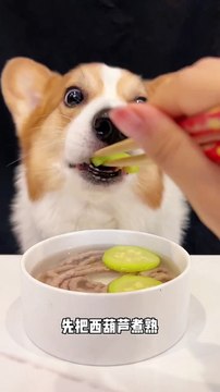 Corgi Dog Noodles with Zucchini and Duck Pets Eat and Broadcast Pet Debut Plan Cute Breeder_