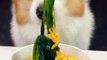 Corgi Dog Spinach Egg Yolk Noodles Adorable Breeder Adorable Pet Debut Trainee Pet Debut Plan_