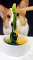 Corgi Dog Spinach Egg Yolk Noodles Adorable Breeder Adorable Pet Debut Trainee Pet Debut Plan_