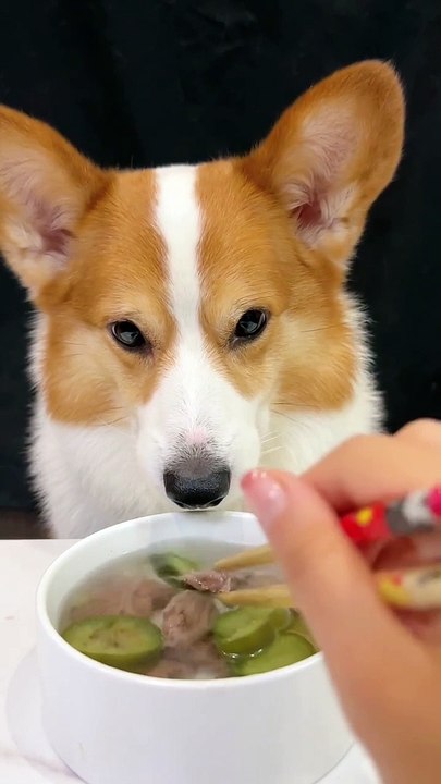Corgi dogs drink eggplant and venison soup, Corgi, you are the cutest, cute breeder, cute pet debut trainee_