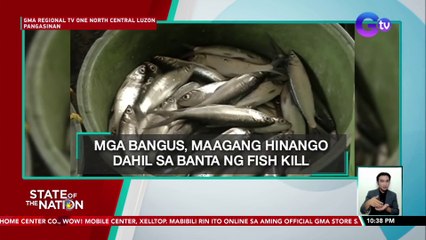 Mga bangus, maagang hinango dahil sa banta ng fish kill | SONA