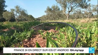 Sécheresse en France : à Porquerolles, des eaux usées pour l'agriculture