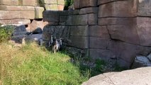 Gaggle of penguins chase reflected light shining into their enclosure - with their heads moving in unison