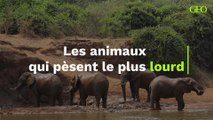 Les animaux qui pèsent le plus lourd