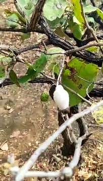 Machis fal k pas lejane se apne aap machis ki tili jal jati he | माचिस फल के पास ले जाने पर अपने-आप जल जाती हे |#match box Sticks